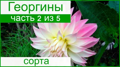 Букет георгинов с хризантемами 13 голов (2 вида 8+5) 82см 006-637+684  купить в 55опторг (АЦ04951) по цене 331.25 руб.