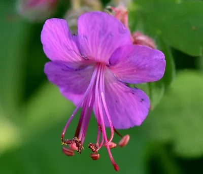 Герань - Посадка 🌺 Уход - Питомник роз