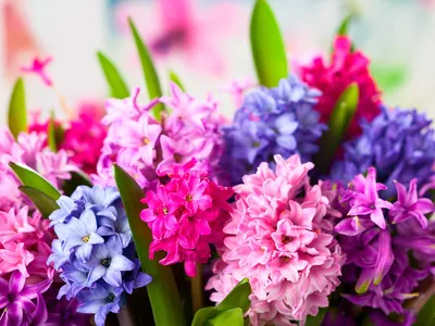 Лучшие сорта гиацинтов для посадки осенью-2021 - Matla Flowers