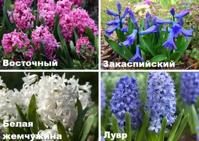 Гиацинт (Hyacinthus): фото на клумбе, многолетний или однолетний, с чем  сочетается, как получил название
