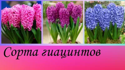 Гиацинты. Сорта гиацинтов - YouTube