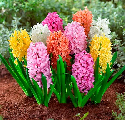 фиолетовые гиацинты Hyacinthus Orientalis сорта минос в саду Стоковое  Изображение - изображение насчитывающей группа, флористическо: 219507915