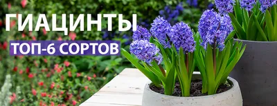 Лучшие сорта гиацинтов для посадки осенью