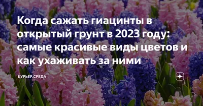 Гиацинт виды и сорта