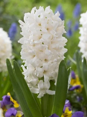 коралловая гиацинт дикорастущей королевы разновидности Hyacinso Orientalis  в саду на солнечном утреннем закрытии Стоковое Фото - изображение  насчитывающей цветасто, средства: 248107370