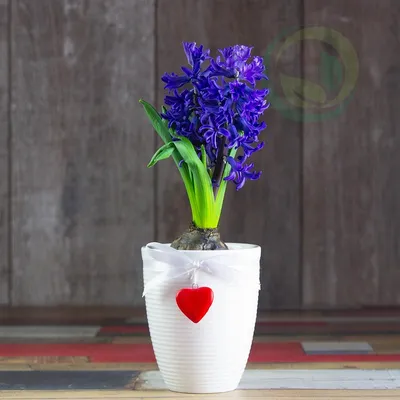 Гиацинт Луковицы, Микс сортов, 9шт Leflower 40035557 купить в  интернет-магазине Wildberries