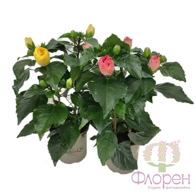 Гибискус - купить комнатные растения гибискус, заказать цветок гибискус в  интернет магазине комнатных растений и цветов Флорен
