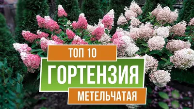 ТОП 10 СОРТОВ ✔️ Гортензия метельчатая 🌺 Лучшие сорта для средней полосы -  YouTube