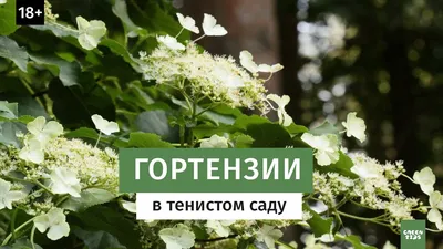 Гортензия в тени. Виды гортензии, сорта и уход. Тенистый сад - YouTube