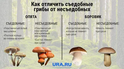 https://dzen.ru/a/ZbFjVgnZCRuWHcQn
