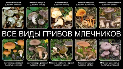 ВСЕ ВИДЫ ГРИБОВ МЛЕЧНИКОВ ЧАСТЬ ВТОРАЯ - YouTube