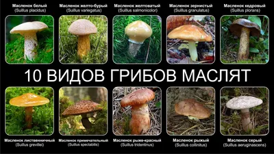 Яркие Различные Виды Грибов Вектор — стоковая векторная графика и другие  изображения на тему Грибы - Грибы, Съедобный гриб, Белый - iStock