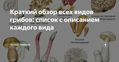 Топ 10 ВИДОВ ГРИБОВ МАСЛЯТ - YouTube