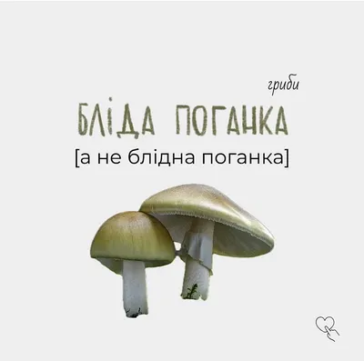 Польза и вред грибов для организма: каким отдать предпочтение - 23 августа  2023 - 48.ru