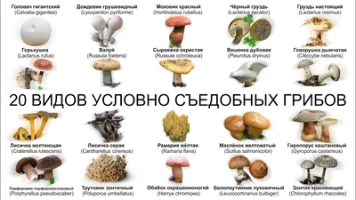 Виды грибов с фото фотографии