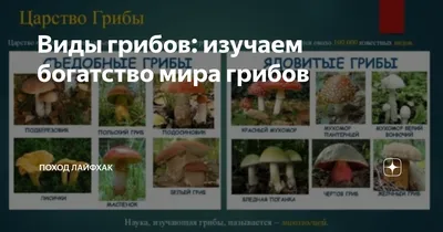 Грибы. Иллюстрированный гид по популярным видам | Ярощук Алина Игоревна -  купить с доставкой по выгодным ценам в интернет-магазине OZON (907613034)
