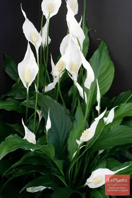 Спатифиллум уоллиса (Spathiphyllum wallisii) — описание, выращивание, фото  | на LePlants.ru