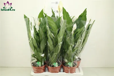 Спатифиллум Свит Себастьяно Spathiphyllum Sweet Sebastiano 2+ 135/24 — цена  в LETTO