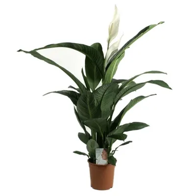 Spathiphyllum Diamond Variegata - Купить лилию мира - STEKJESBREF.NL