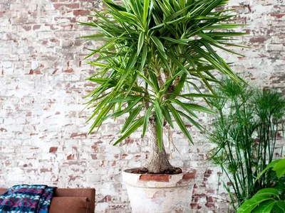 Комнатная юкка — менее капризная альтернатива пальмам. Уход в домашних  условиях. Фото — Ботаничка