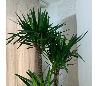 Комнатная юкка — менее капризная альтернатива пальмам. Уход в домашних  условиях. Фото — Ботаничка