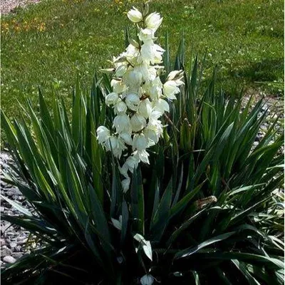 Юкка Нитчатая (Yucca filamentosa) - купить в Новомосковске в  интернет-магазине почтой наложенным платежом