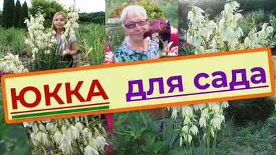 Юкка садовая: купить в Смоленске - цена 299₽ за 1 шт. - Доставка Почтой