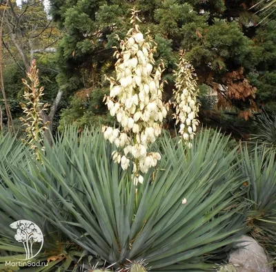 Семена Юкка нитчатая (Yucca filamentosa) - Цена: €1.55