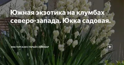 Юкка садовая - «Идеальное растение в условиях пустыни)). Юг узнаваем не  только по морю и пальмам! » | отзывы