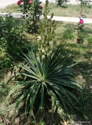 Растения для водоема 2024 : Yucca filamentosa - Юкка нитчатая ADAM'S NEEDLE