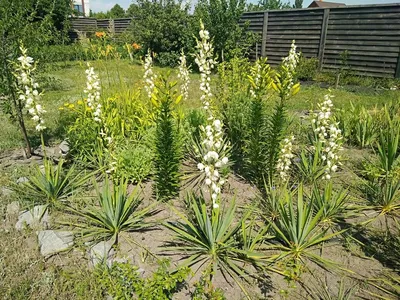 Юкки : Yucca glauca-Юкка сизая Cimarron Pink