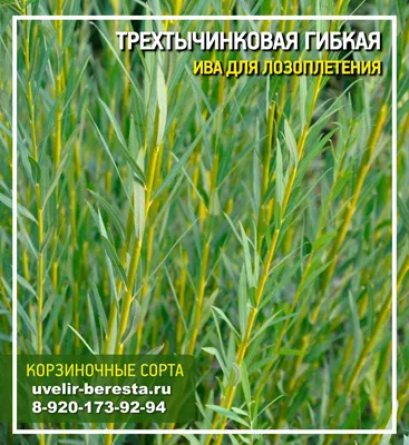 Как из ивы сделать оригинальную живую изгородь