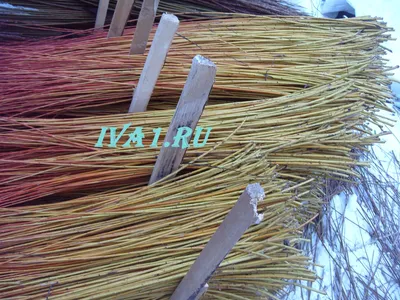 Ива золотистоволосистая (Salix sepulcralis)