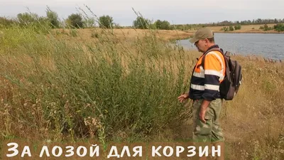 Плетение из лозы - m-der.ru Музей Дерева