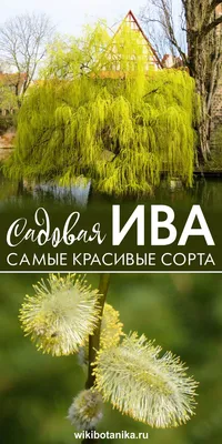 Ива. Гибкая и многоликая - «Регион». Журнал о Республике Коми