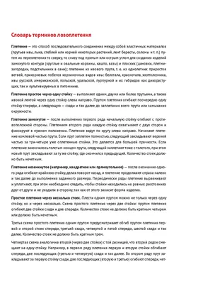 🌱 Ива гибридная Свердловская плакучая по цене от 900 руб: саженцы - купить  в Москве с доставкой - интернет-магазин Все Сорта