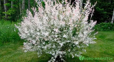 Ива чёрная – дерево и древесина – Salix nigra
