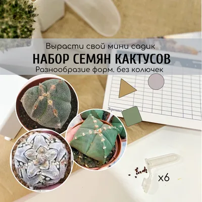 https://flowwow.com/blog/vidy-kaktusov-i-kak-za-nimi-ukhazhivat/