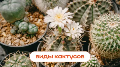 Виды кактусов фото на русском фотографии