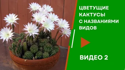Цветущие кактусы с названиями видов. Видео 2 - YouTube