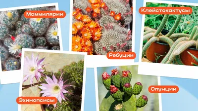Виды кактусов с фото и названиями и как ухаживать за домашним кактусом