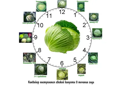 Сорта и гибриды капусты белокочанной