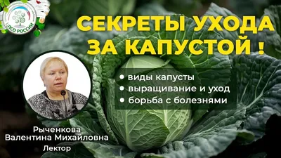 🌱Капуста – одна из самых популярных огородных культур.Чаще всего капусту  выращивают рассадным способом, в особенности ранние сорта капусты … |  Instagram