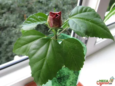 Гибискус / Китайская роза - красиво-цветущее растение - красота в восточном  стиле