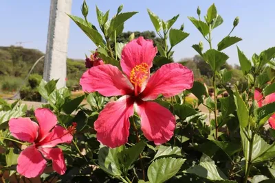 Китайская роза: правила посадки и разведения гибискуса | Интернет-магазин  садовых растений