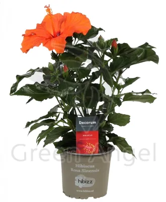 Гибискус, китайская роза ассорти - купить в интернет-магазине  FreshPlants.ru с доставкой по Москве, области, России