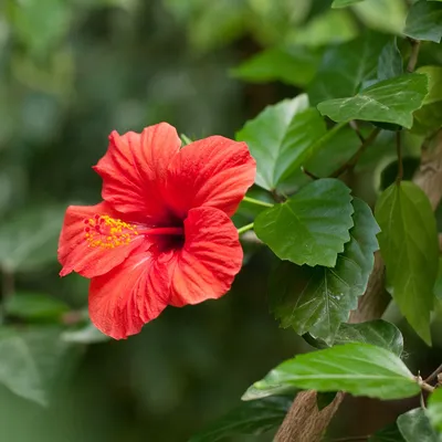 Гибискус китайский (Hibiscus rosa-sinensis) - PictureThis