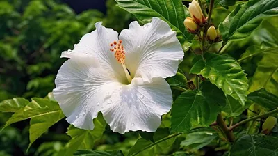 Распустившийся белый цветок гибискуса розы китайского в саду генеративный  ai | Премиум Фото