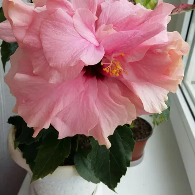 Гибискус китайская роза махровая розовая – купить в Краснодаре, цена 300  руб., продано 7 июля 2017 – Растения и семена