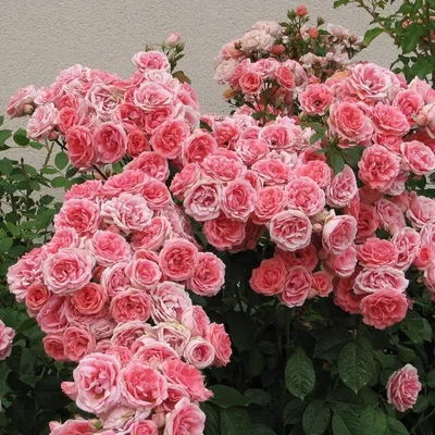 Виды и сорта розы - Королевы цветов